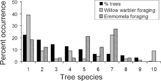 Image result for Erythroxylum zambesiacum