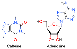 Caffeine Wikipedia