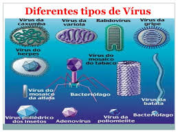 Resultado de imagen de tipos de virus