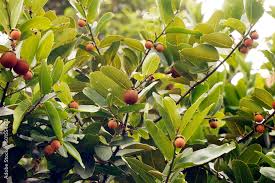 Image result for Ebenaceae