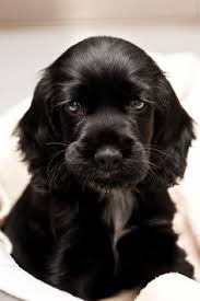 Black And White Working Cocker Spaniel Puppy Baby Spot By Joao Cruz 500px Cute Dogs Beautiful Dogs Puppies