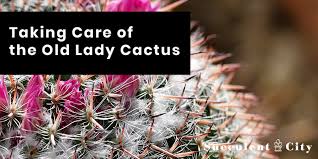 Please help support my channel by visiting. Taking Care Of The Old Lady Cactus Succulent Tips Succulent City