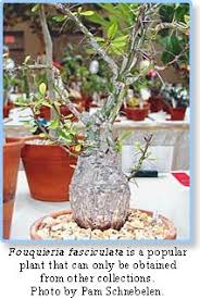 Image result for Fouquieria