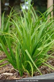 Image result for Carex angolensis