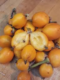 The raw fruits can be quite acidic, so proper processing or care should be taken for edible purposes. Lg Hearts Of Flame Bromeliad Plant Bromelia Balansae Urban Tropicals
