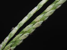 Image result for Digitaria compressa