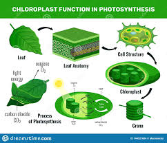 Chloroplast Photosynthesis Infographic Elements Stock Vector