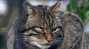 A small wild animal of the cat family that looks similar to a pet cat and that lives mainly in…. Wildcats Could Return To England After 200 Years Bbc News