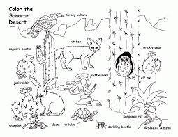 Give your desert animal drawings the perfect environment to make them feel at home. Desert Drawing With Animals And Plants Novocom Top