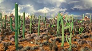 Protected by an outer layer of spines, cacti endure some of the harshest and demanding environments. Mexico The Cactus Democracy