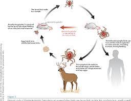 Borrelia burgdorferi is a bacterial species of the spirochete class of the genus borrelia. Figure 3 From Genetics Of Borrelia Burgdorferi Semantic Scholar