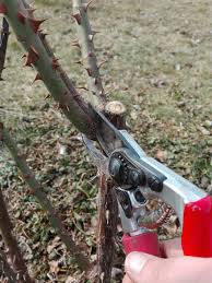 Würde man sie nicht schneiden , dann würden die zweige immer länger man kann sie jedes jahr wieder auf die rückschitthöhe zurückschneiden. Rosen Richtig Schneiden So Geht S Gartengestaltung Michael