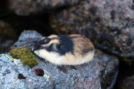 Lemming, any of 20 species of small rodents, some of which undertake large, swarming migrations. Lemmings The Bizarre Story Of The Term S Definition
