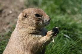 Image result for Cynomys gunnisoni obrázek