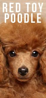 Rights managed white background dogs image. Red Toy Poodle All About This Stunning And Rare Color