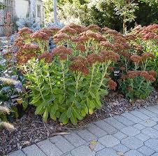 Then, lift a clump with a garden spade, and cut it into individual pieces with a trowel (or simply pull it apart with your fingers). Sedum Autumn Fire Moonshine Designs Nursery