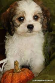 Maybe you would like to learn more about one of these? Recent Puppy Stars Foxglove Farm