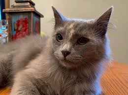 Adopting a healthy, playful kitten like me?