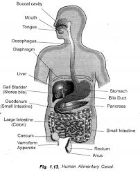 Liver test interpretation approach to the patient with. Life Processes Class 10 Important Questions And Answers Science Chapter 6