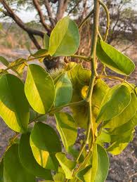 Image result for Pterocarpus megalocarpus