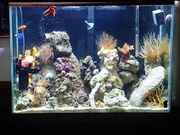 Aquarium inilah yang menentukan dimana keadaan ikan hias yang mulanya jelek menjad lebih. 50 Contoh Aquarium Ikan Hias Air Tawar Dan Air Laut