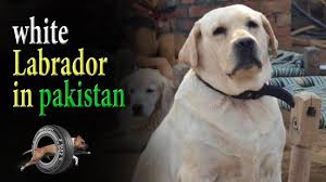 Maybe you would like to learn more about one of these? White Labrador Dog In Pakistan Labrador Dog Video Dogs Community Youtube