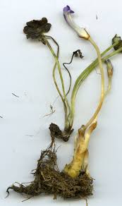 Image result for Orobanche