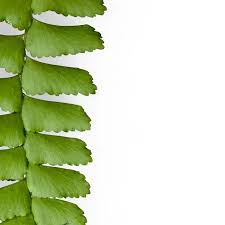 Image result for Didymochlaena