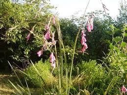 Image result for Dierama