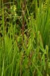 Image result for Hyparrhenia welwitschii