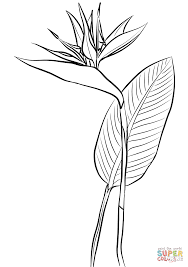 Simple Bird Of Paradise Drawing Bird Of Paradise Strelitzia Reginae Coloring Page Free Printable Coloring Pages In 2020 Flower Drawing Bird Of Paradise Tattoo Paradise Painting