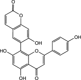 Image result for Gnidia involucrata