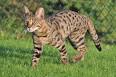 Savannah Cat - Size,Diet,Temperament,Price.