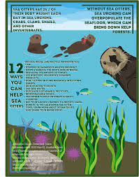 Please Follow Iloveotters Here S A Simple Infographics Me And My Friends Made Highlighting The Importance Of Sea Otters And How We Can Protect Them Otter Ot