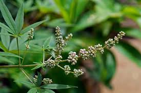 Image result for Vitex obovata