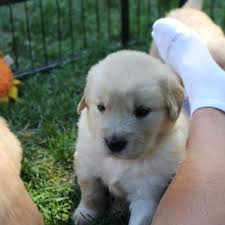 Visit our facebook page at: Sapphire Golden Retrievers 18 Photos Pet Breeders Lakeville Ma Phone Number Yelp
