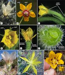 Image result for Swertia brownii