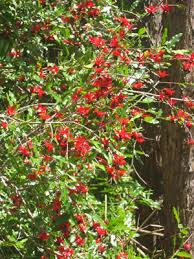 Image result for Ochna serrulata