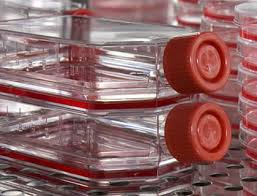 Vero cells are a lineage of cells used in cell cultures. Optimizing Vero Cell Culture Media W Animal Component Free Recombinant Human Serum Albumin
