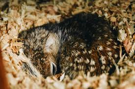 Hier erfährst du alles über den winterschlaf von igeln und auf was du achten solltest, wenn du einen schlafenden igel in deinem garten im winter findest. Warum Halten Igel Einen Winterschlaf Alle Infos Auf Einen Blick Garten Tiere