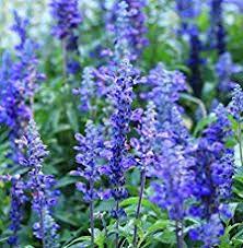 31 Salvia Varieties That Will Look Stunning In Your Garden Salvia Plants When To Plant Sunflowers Vegetable Garden Planters