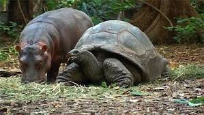 Mao en el Corazón: UNA AMISTAD INUSUAL