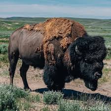 Bison At Standing Rock Pin By Mikemae On All Kinds Of Cows Buffalo Animal Bison Photography Nature Conservation