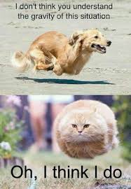 Top 25 Funny Animals Photos And Memes Quotes And Humor Feedpuzzle Funny Animal Memes Funny Animal Jokes Animal Jokes