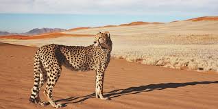 We did not find results for: Desert Animals 15 Iconic Animals To Spot On Safari