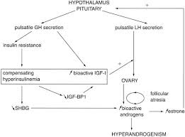 Physiology Of Puberty Glowm