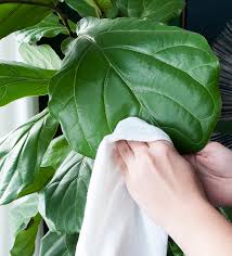 Observe your fiddle leaf fig plant regularly and look for any sign or symptom of pest and disease infestation. How To Repot A Fiddle Leaf Fig Tree Room For Tuesday