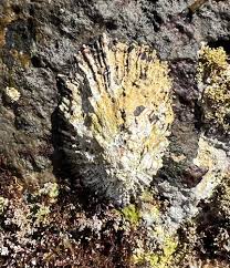 Image result for Patella aspera