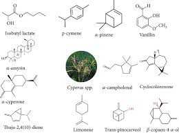 Image result for Cyperus maculatus