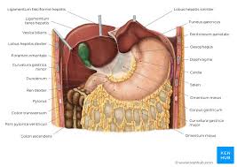 Magen Gaster Anatomie Funktion Und Histologie Kenhub
